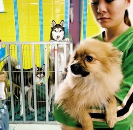 寵物托管服務 為愛寵提供專業呵護與安全港灣