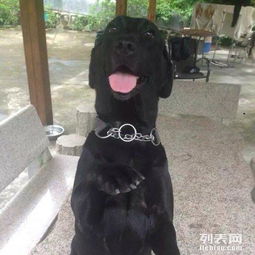 深圳專業訓狗及其他寵物服務全解析