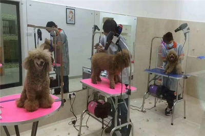 希爾斯寵物醫(yī)院 一站式專業(yè)寵物服務(wù)，守護(hù)愛寵健康