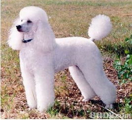 專業(yè)寵物美容師，為你的愛寵量身定制獨一無二的美麗體驗