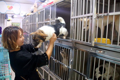 蘇州長假寵物寄養(yǎng)生意火爆，高端服務(wù)成新趨勢