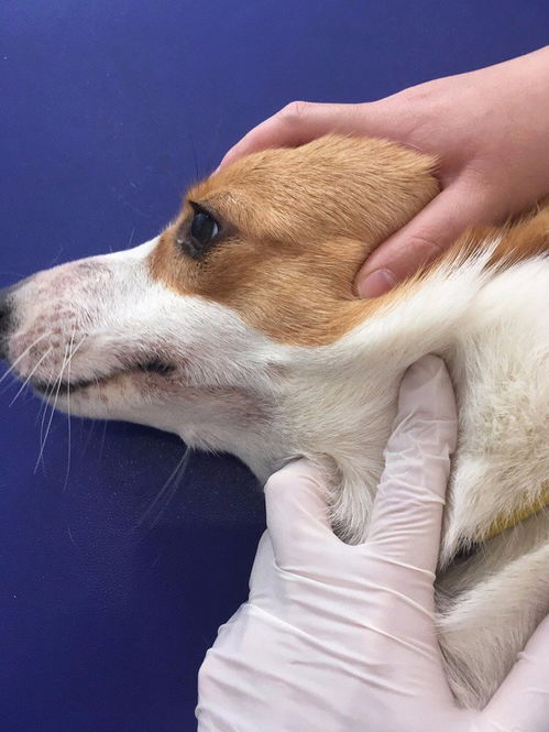 深圳寶安區(qū)及龍華區(qū)24小時寵物醫(yī)院與服務(wù)指南